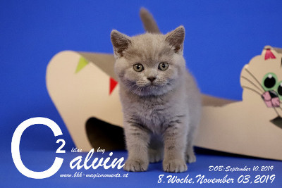Calvin ist 8 Wochen alt ( 03.11.2019 )