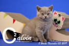 Calvin ist 8 Wochen alt ( 03.11.2019 )
