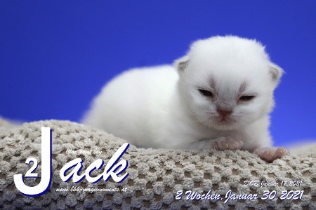 Jack ist 2 Wochen alt ( 30.01.2021 )