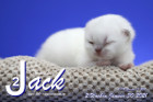 Jack ist 2 Wochen alt ( 30.01.2021 )