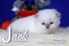 Jack ist 4 Wochen alt ( 13.02.2021 )