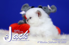 Jack ist 4 Wochen alt ( 13.02.2021 )