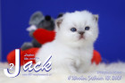 Jack ist 4 Wochen alt ( 13.02.2021 )