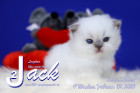 Jack ist 4 Wochen alt ( 13.02.2021 )