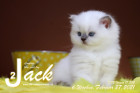 Jack ist 6 Wochen alt ( 27.02.2021 )