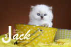 Jack ist 6 Wochen alt ( 27.02.2021 )