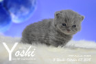 Yoshi ist 3 Wochen alt ( 07.10.2018 )