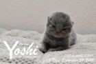 Yoshi ist 5 Tage alt ( 23.09.2018 )