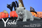 Yoshi ist 5 Wochen alt ( 21.10.2018 )