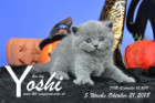 Yoshi ist 5 Wochen alt ( 21.10.2018 )