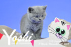 Yoshi ist 7 Wochen alt ( 04.11.2018 )
