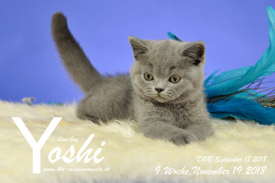 Yoshi ist 9 Wochen alt ( 19.11.2018 )