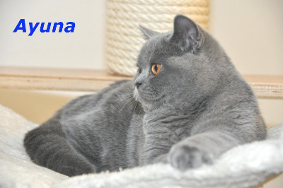 Ayuna