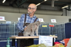 Mary Lou bei TICA Richter Jean Marc Lagarde aus Frankreich