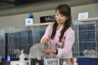 Mary Lou bei TICA Richterin Hisae Tasaki aus Japan