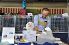 Mary Rose bei TICA Richter Steven Coreneille aus Frankreich