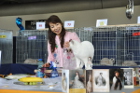 Mary Rose bei TICA Richterin Hisae Tasaki aus Japan
