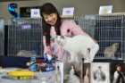 Mary Rose bei TICA Richterin Hisae Tasaki aus Japan