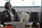 Mary Rose bei TICA Weltjahresrichterin 2015 Pamela Barrett aus den USA