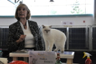 Mary Rose bei TICA Weltjahresrichterin 2015 Pamela Barrett aus den USA