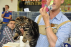 Es gibt einfach wunderschöne Katzen auf der Ausstellung
