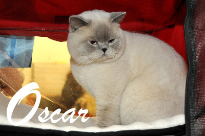 Für Oscar ist es bereits die 10.Show im Jahr in der Erwachsenen Klasse