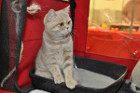 Ronja unsere kleine Lady ist immer ganz gespannt was sich rund um sie abspielt