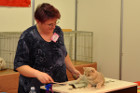 Ronja bei Tica Richterin Monika Dany aus Österreich