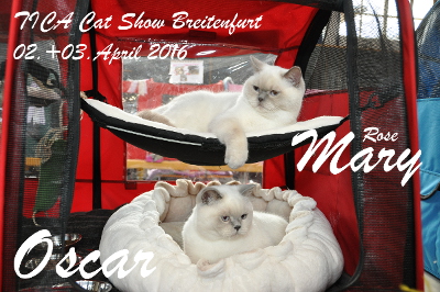 Mary Rose und Oscar sind Teilnehmer dieser Katzenshow