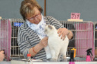 Mary Rose bei Tica Richterin Mary-Lise de Landtsheer aus Belgien