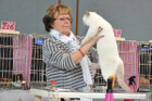 Mary Rose bei Tica Richterin Mary-Lise de Landtsheer aus Belgien