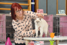 Mary Rose bei Tica Richterin Jane Allen aus England