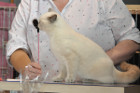 Oscar bei Tica Richterin Phillipa Holmes aus England