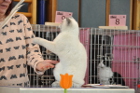 Oscar bei Tica Richterin Jane Allen aus England