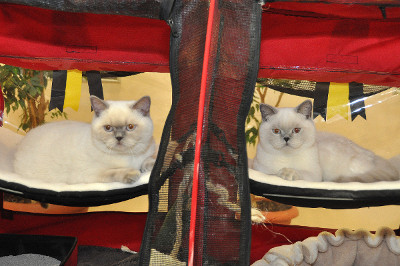 Mary Rose und Oscar sind Teilnehmer dieser Katzenshow