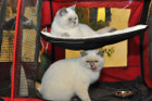 Mary Rose und Oscar entspannt im Ausstellungssturdy