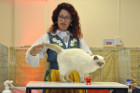 Mary Rose bei Tica Richterin Asa Broing aus Schweden