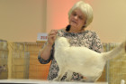 Mary Rose bei Tica Richterin Sue Hard-Jones aus England
