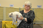 Oscar bei Tica Richterin Sue Hart Jones aus England