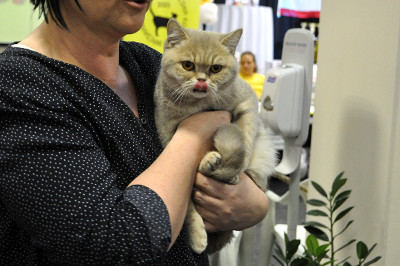Ronja ist 7 Monate alt und es ist für sie ihre 4.Show in der Kittenklasse