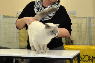 Oscar wurde 5. Beste erwachsene Katze der gesamten Show