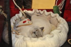 Oscar ist einfach eine coole Socke !!!