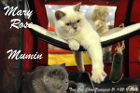 TICA Cat Show Budapest 21.+22.11.2015