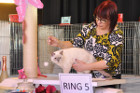 Mary Rose bei Tica Richterin Jane Allen aus England