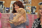 Die besten Katzen der gesamten Show werden am Ende prämiert