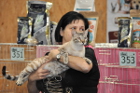 Die besten Katzen der gesamten Show werden am Ende prämiert