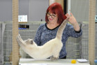 Oscar bei Tica Richterin Jane Allen aus England