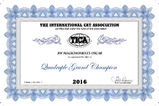 Oscar erreichte auf dieser Show seinen Tica Titel Quadruple Grand Champion