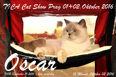Für Oscar war es die 1.Tica Show in Prag/CZ wo er in der Erwachsenenklasse angetreten ist