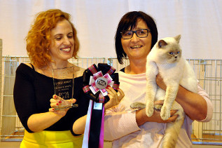 Oscar wurde Beste erwachsene Katze der gesamten Show